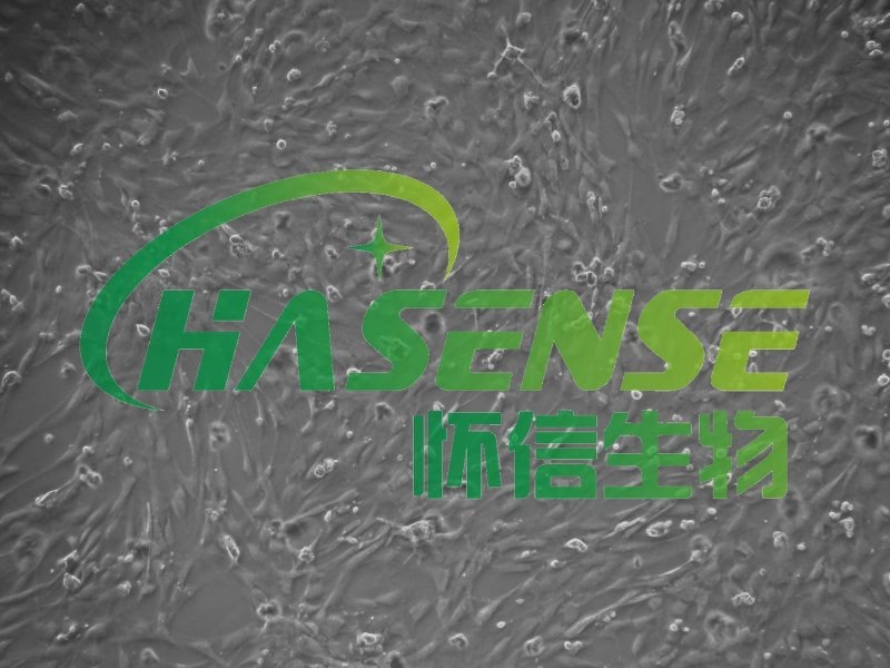 大鼠肺大動(dòng)脈內(nèi)皮細(xì)胞