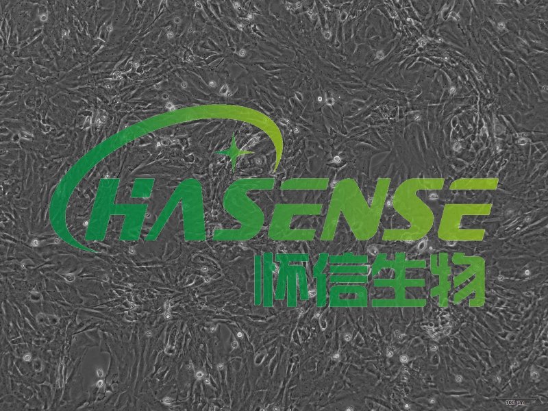 大鼠肺大動脈平滑肌細(xì)胞