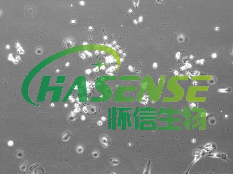 神經(jīng)小膠質(zhì)細胞