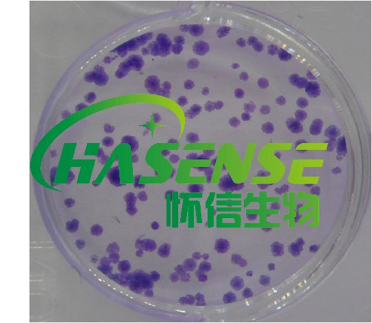 細(xì)胞克隆形成實驗